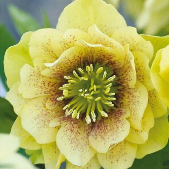 Helleborus orientalis Golden Discovery- sniegaroze